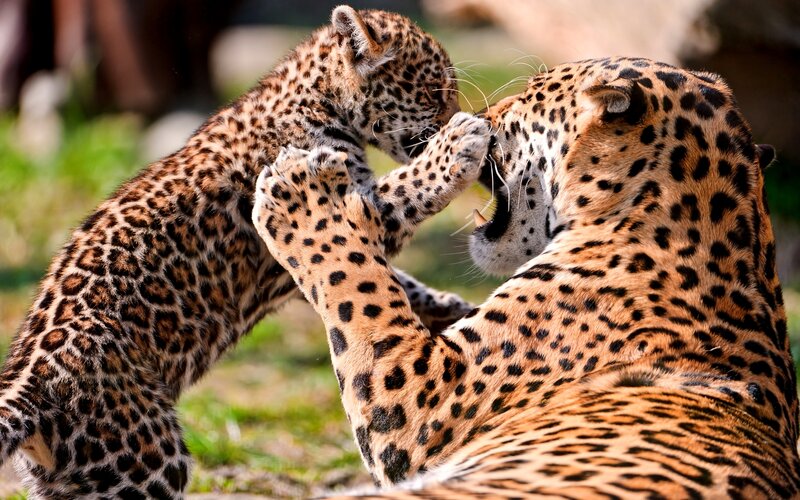 Jaguar Cub Playing