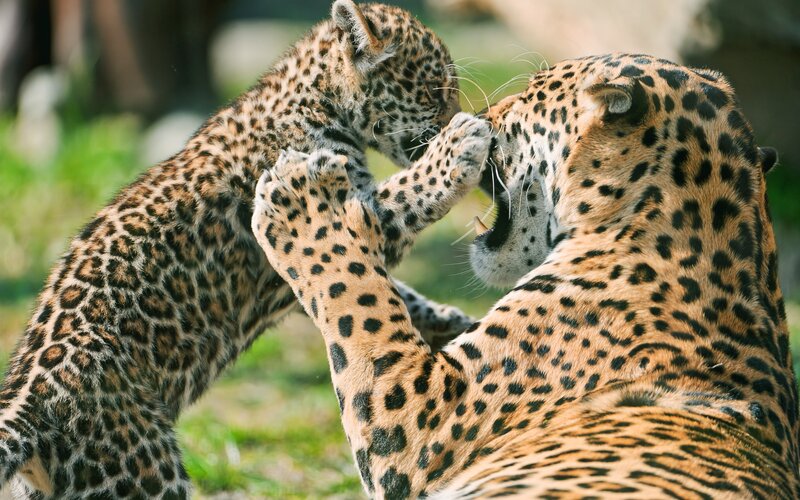Jaguar cub playing with adult