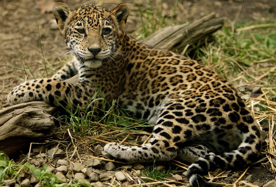 Jaguar cub resting on ground