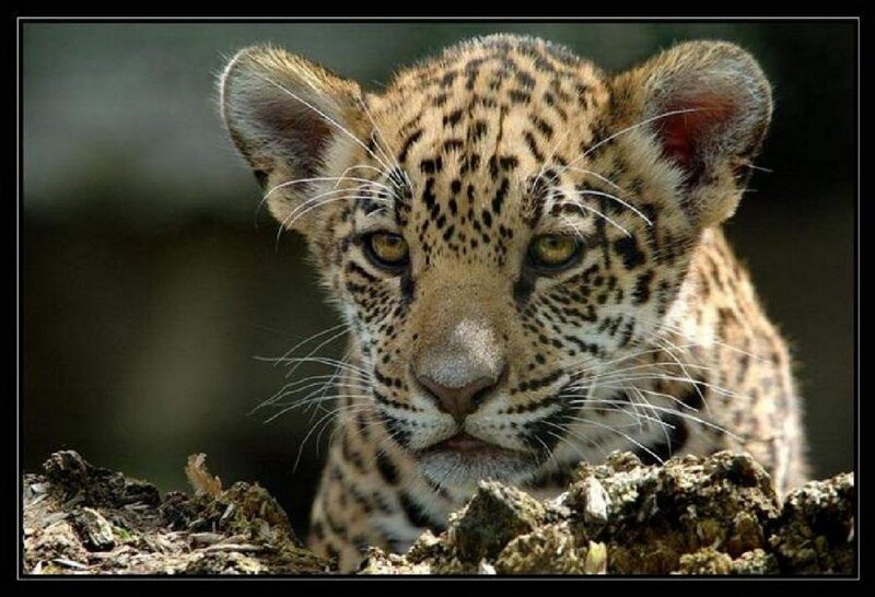 Jaguar Cub