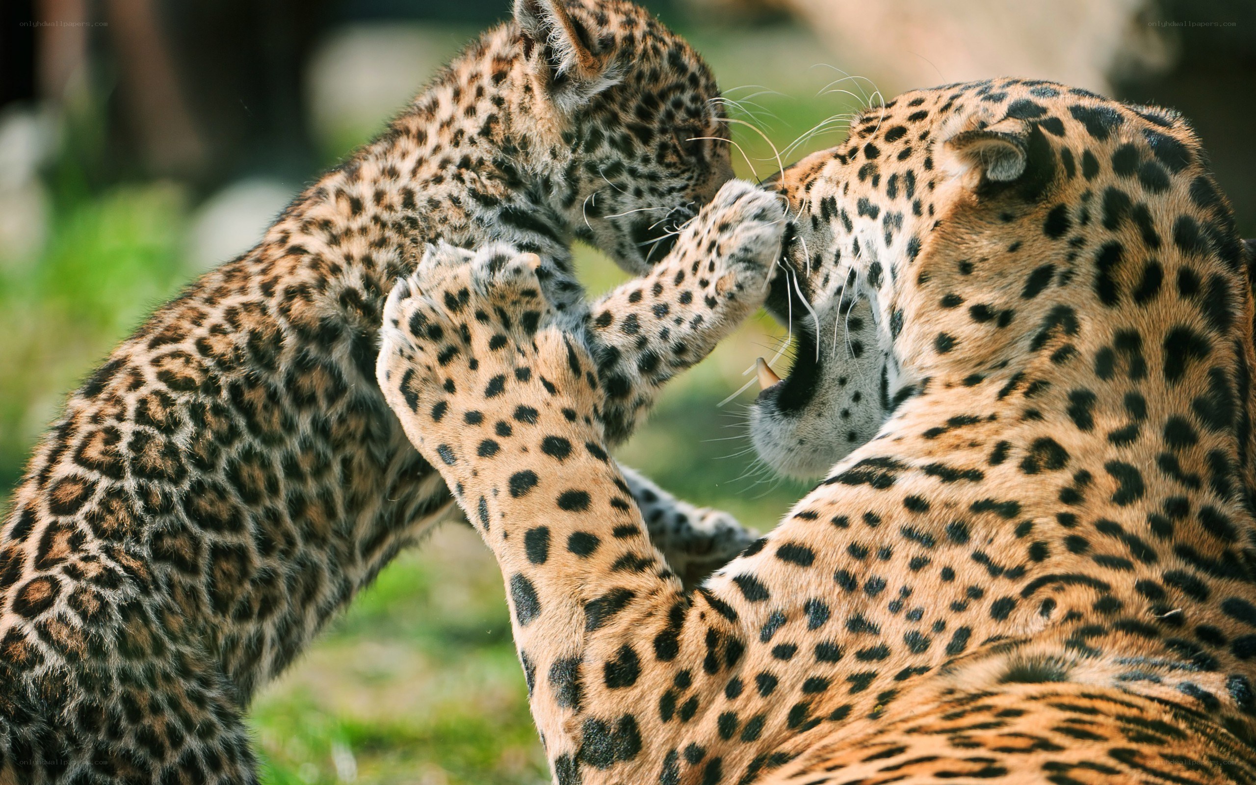 Jaguar cubs playing
