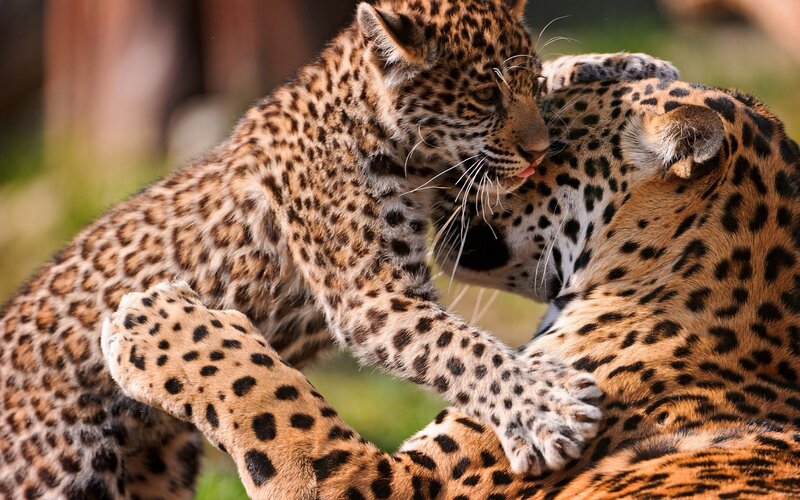 Jaguar Cubs Playing — Brown