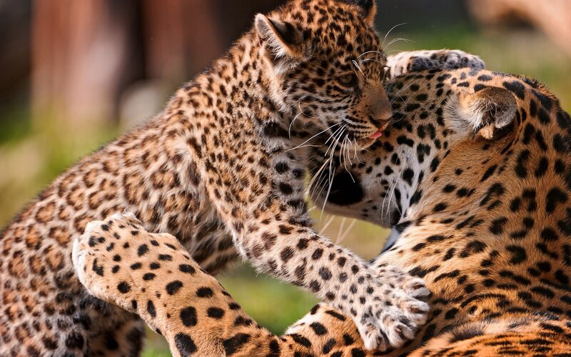 Jaguar cubs playing