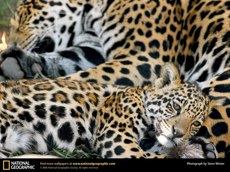 Jaguar cubs resting together