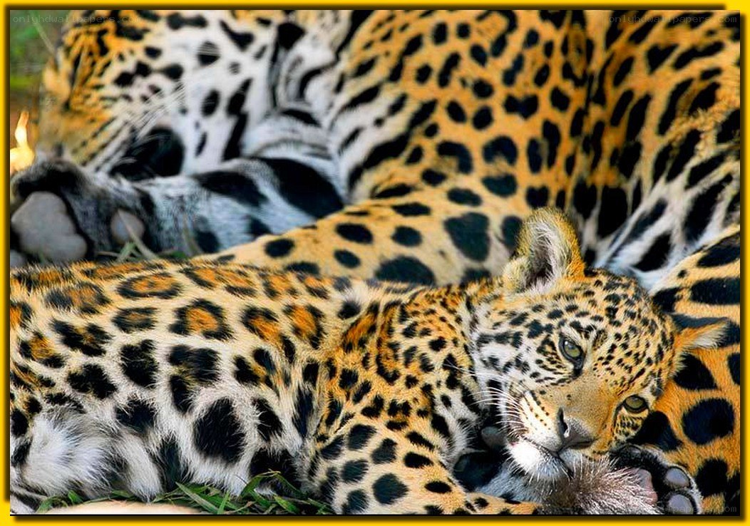 Jaguar cubs resting together