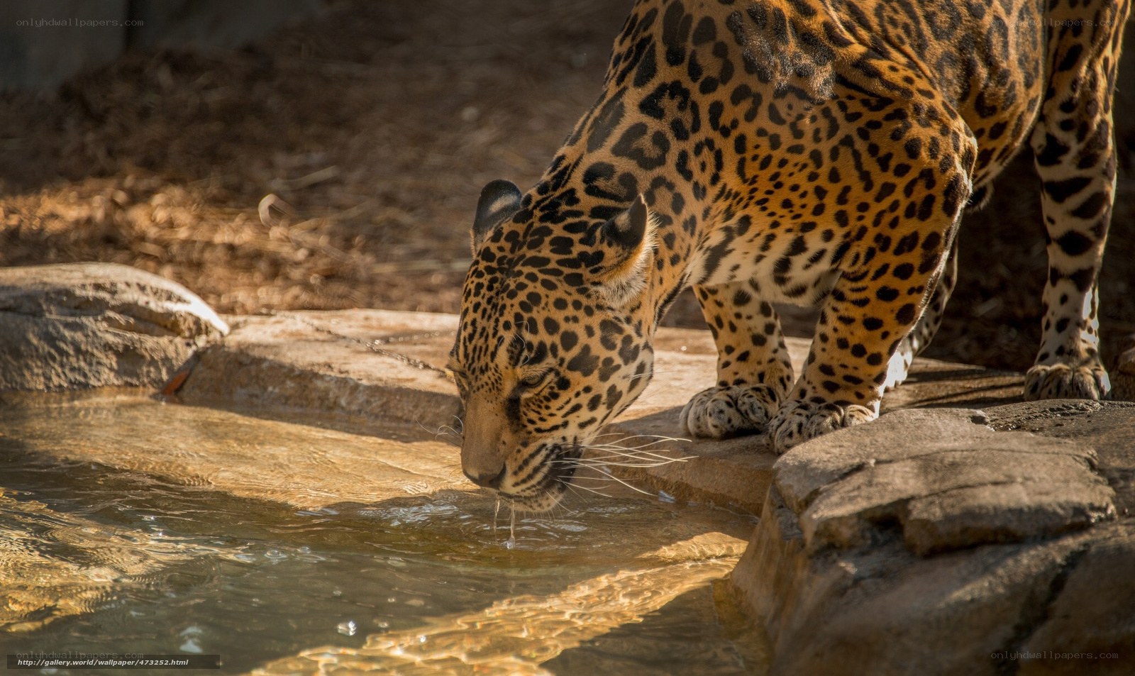 Jaguar drinking from a pond