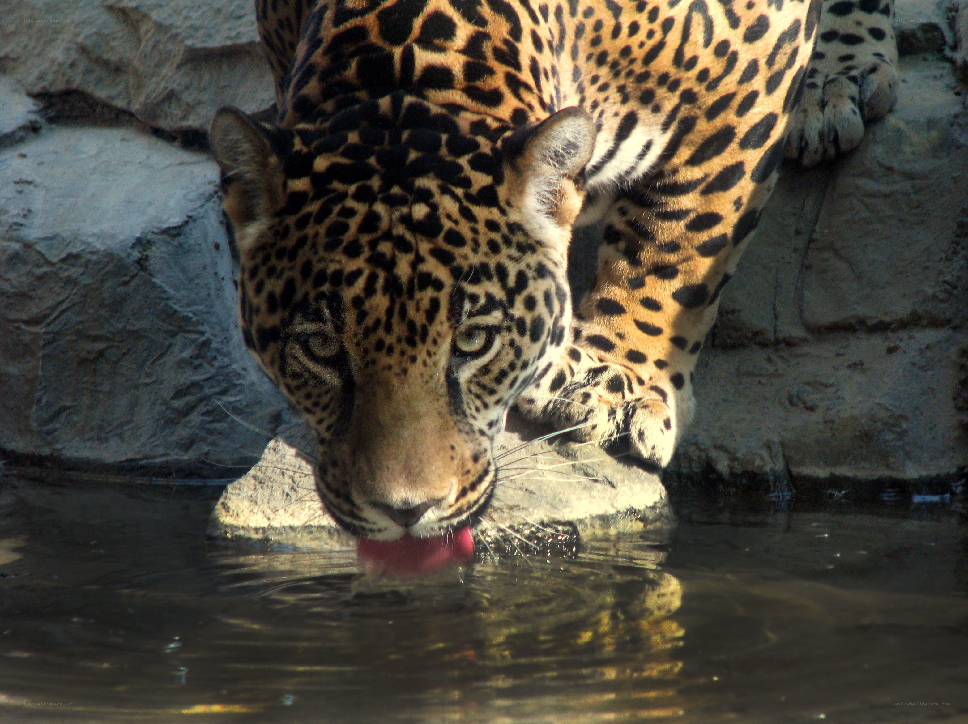 Jaguar drinking from a pond