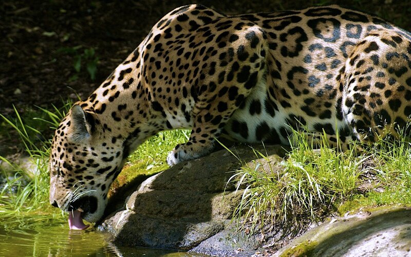 Jaguar drinking from a pond