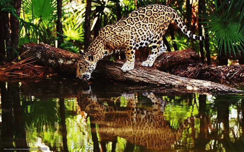Jaguar drinking from a pond