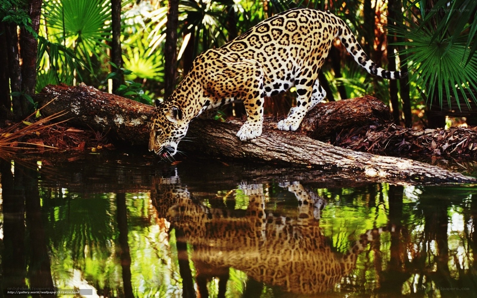 Jaguar drinking from a pond