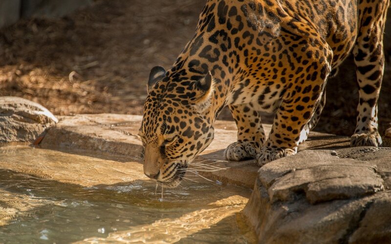 Jaguar drinking from a pool