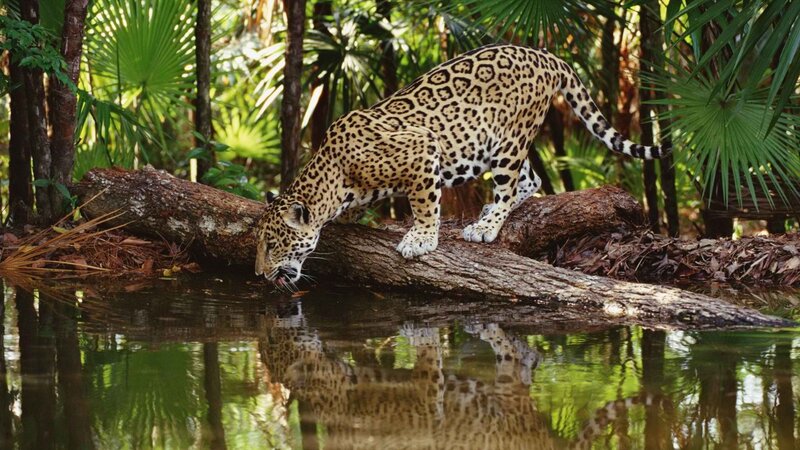 Jaguar drinking from a river