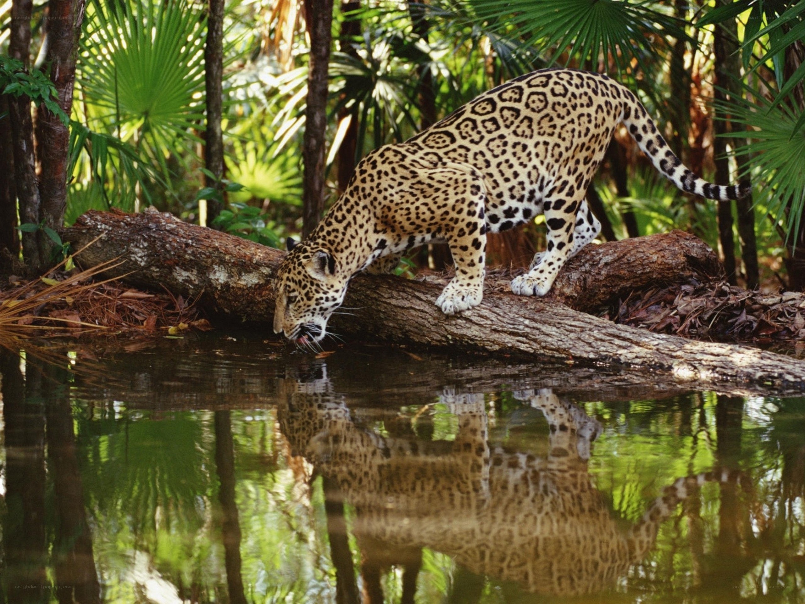 Jaguar drinking from a stream