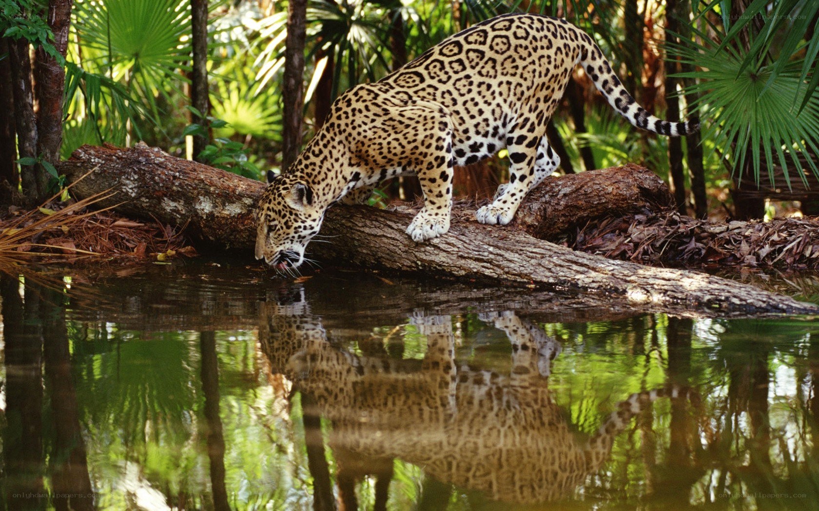 Jaguar drinking from a stream
