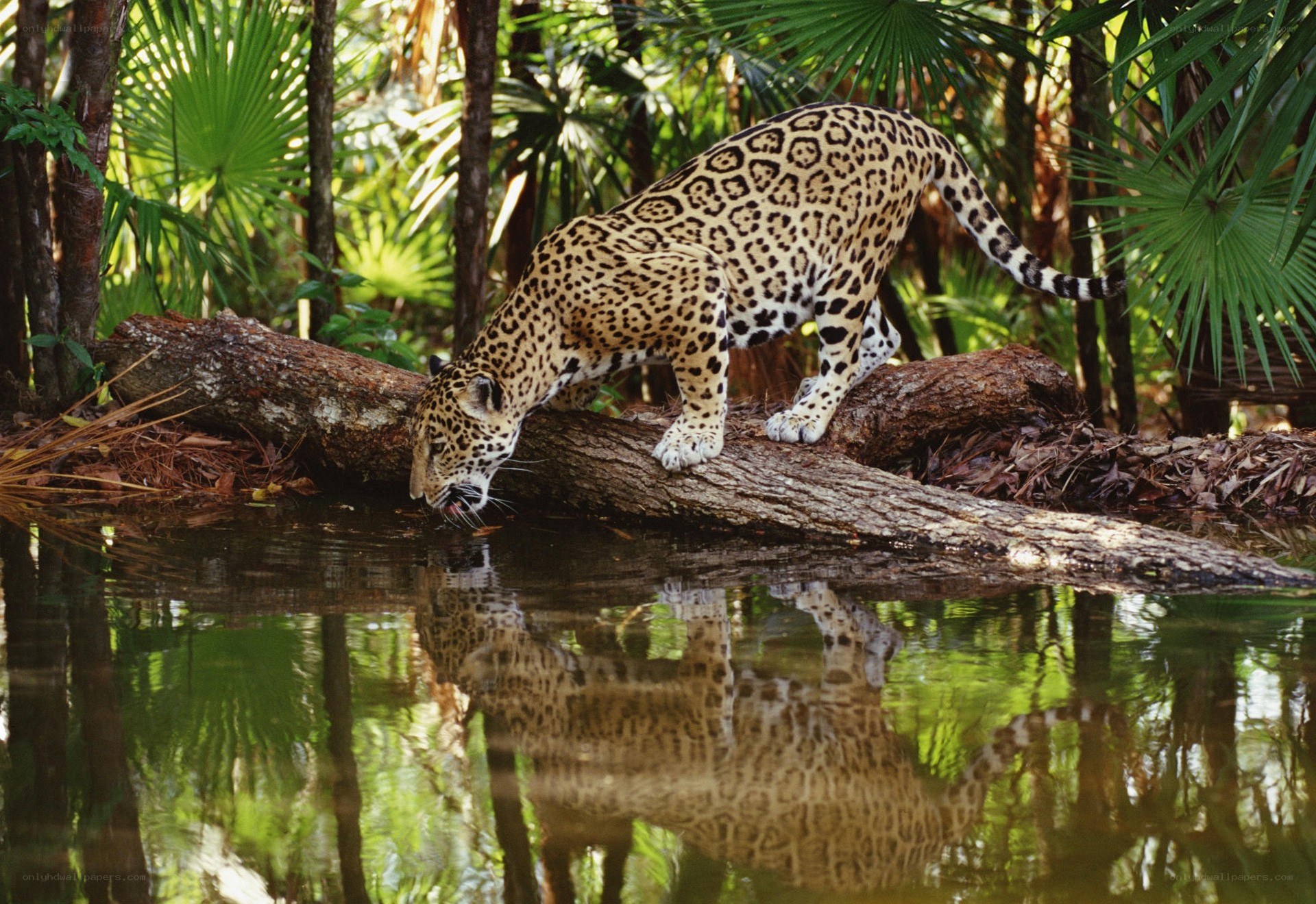Jaguar drinking from a stream