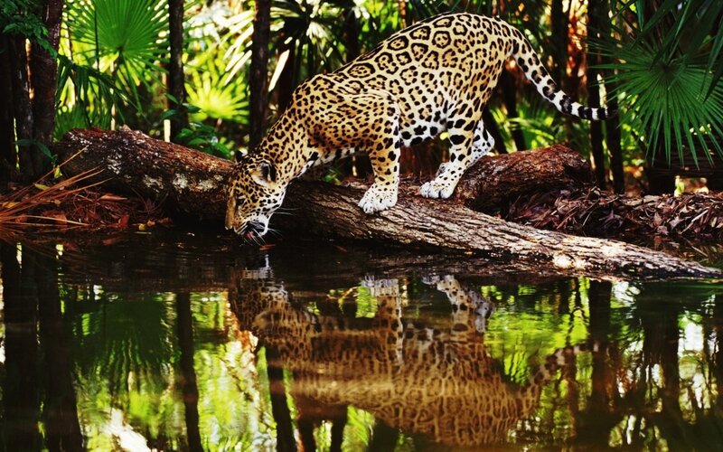 Jaguar drinking from a stream