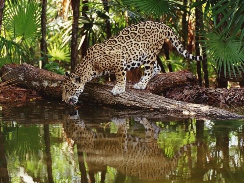 Jaguar Drinking Water — Afternoon