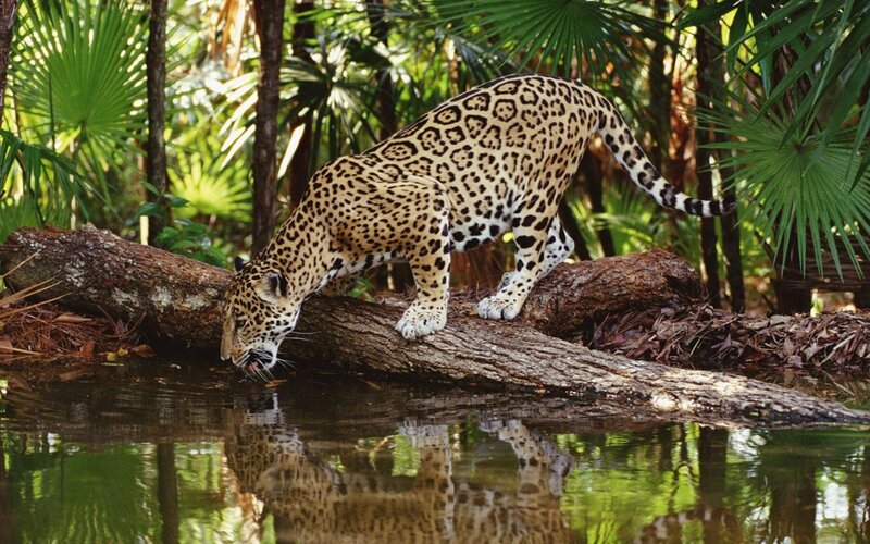 Jaguar Drinking Water — Black