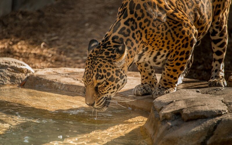 Jaguar Drinking Water — Brown, Calm, Afternoon, Photograph