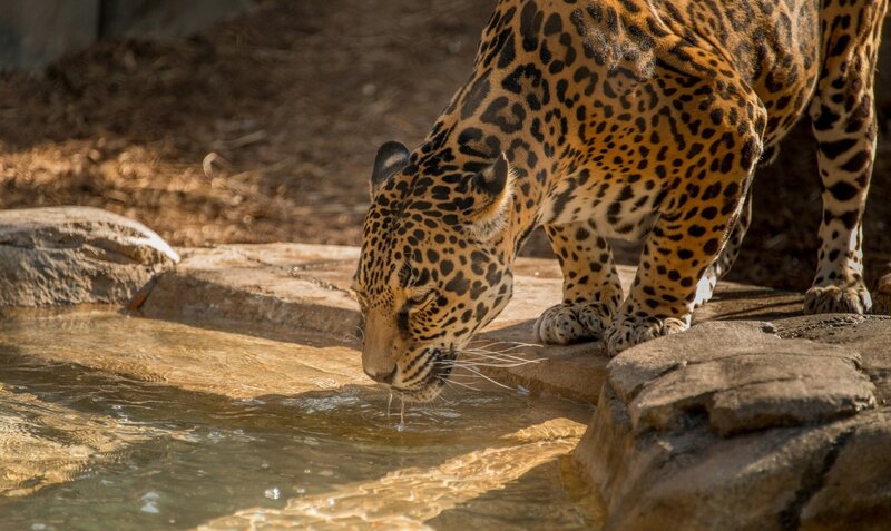 Jaguar Drinking Water — Brown, Calm, Afternoon