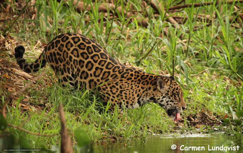 Jaguar Drinking Water — Green, Natural, Afternoon, Photograph, Grass