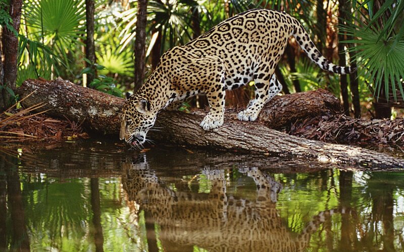 Jaguar Drinking Water — Green, Natural, Afternoon, Photograph, Log, Forest, Brown