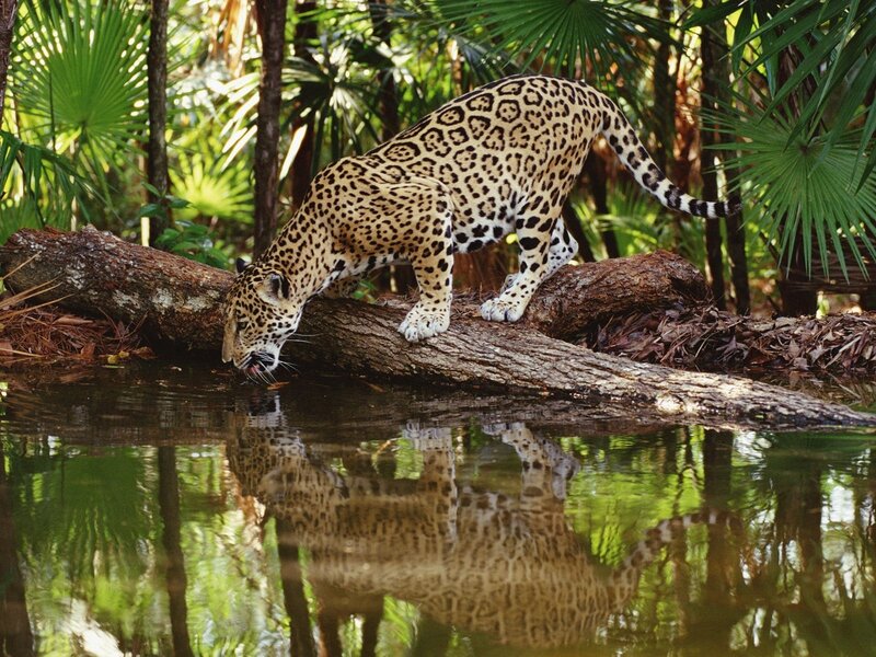 Jaguar Drinking Water — Green, Natural, Afternoon, Photograph, Log, Pond