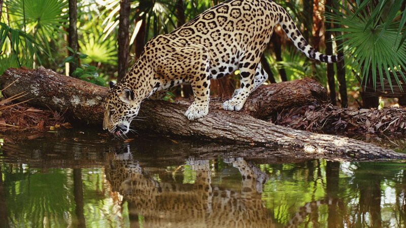 Jaguar Drinking Water — Green, Natural, Afternoon, Photograph, Log