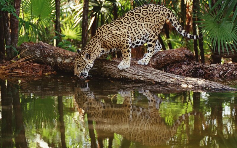 Jaguar Drinking Water — Green, Natural, Afternoon, Photograph, Log, Trees