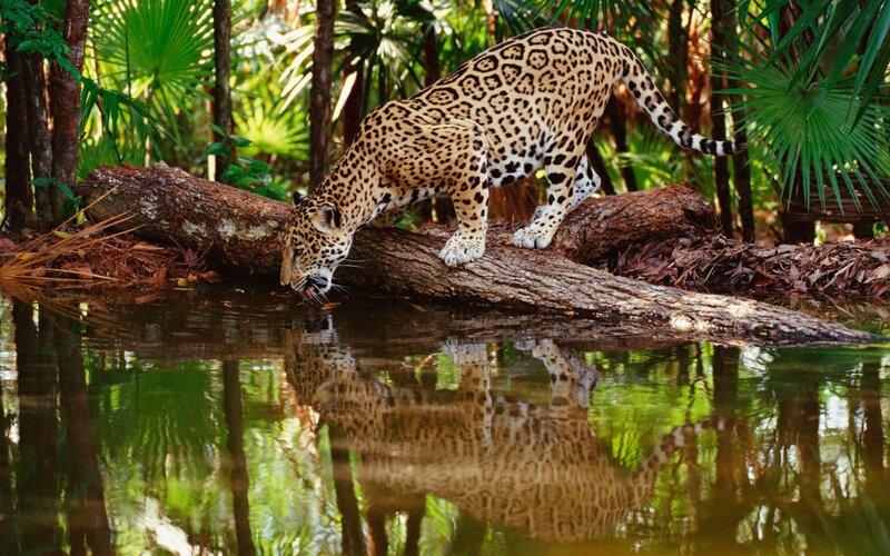 Jaguar Drinking Water — Green, Natural, Afternoon, Photograph, River