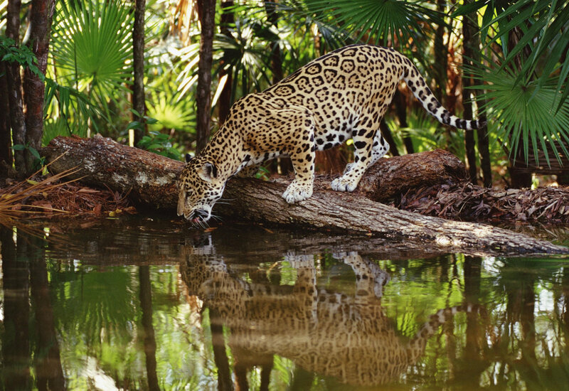 Jaguar Drinking Water — Green, Natural, Afternoon
