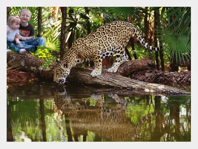 Jaguar Drinking Water — Green