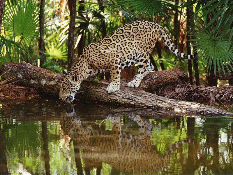 Jaguar Drinking Water