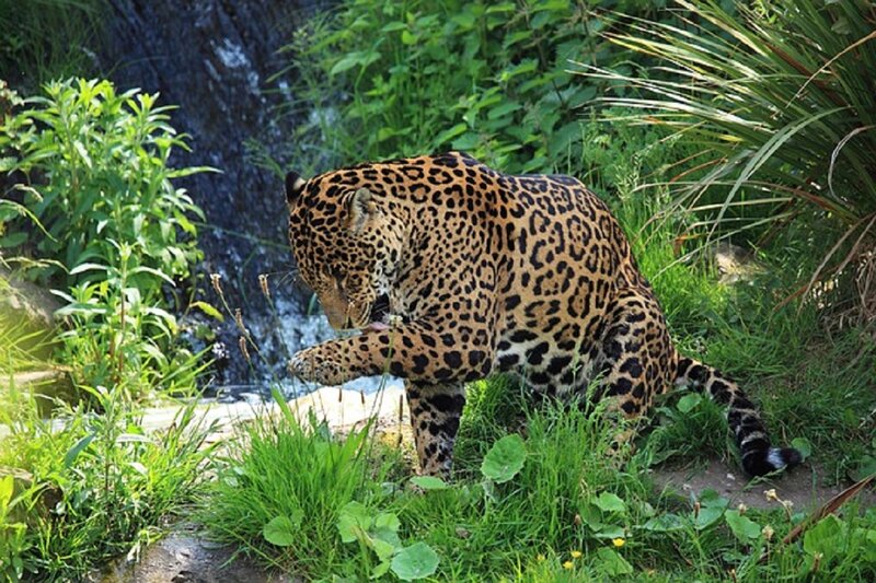 Jaguar Grooming Itself — Green