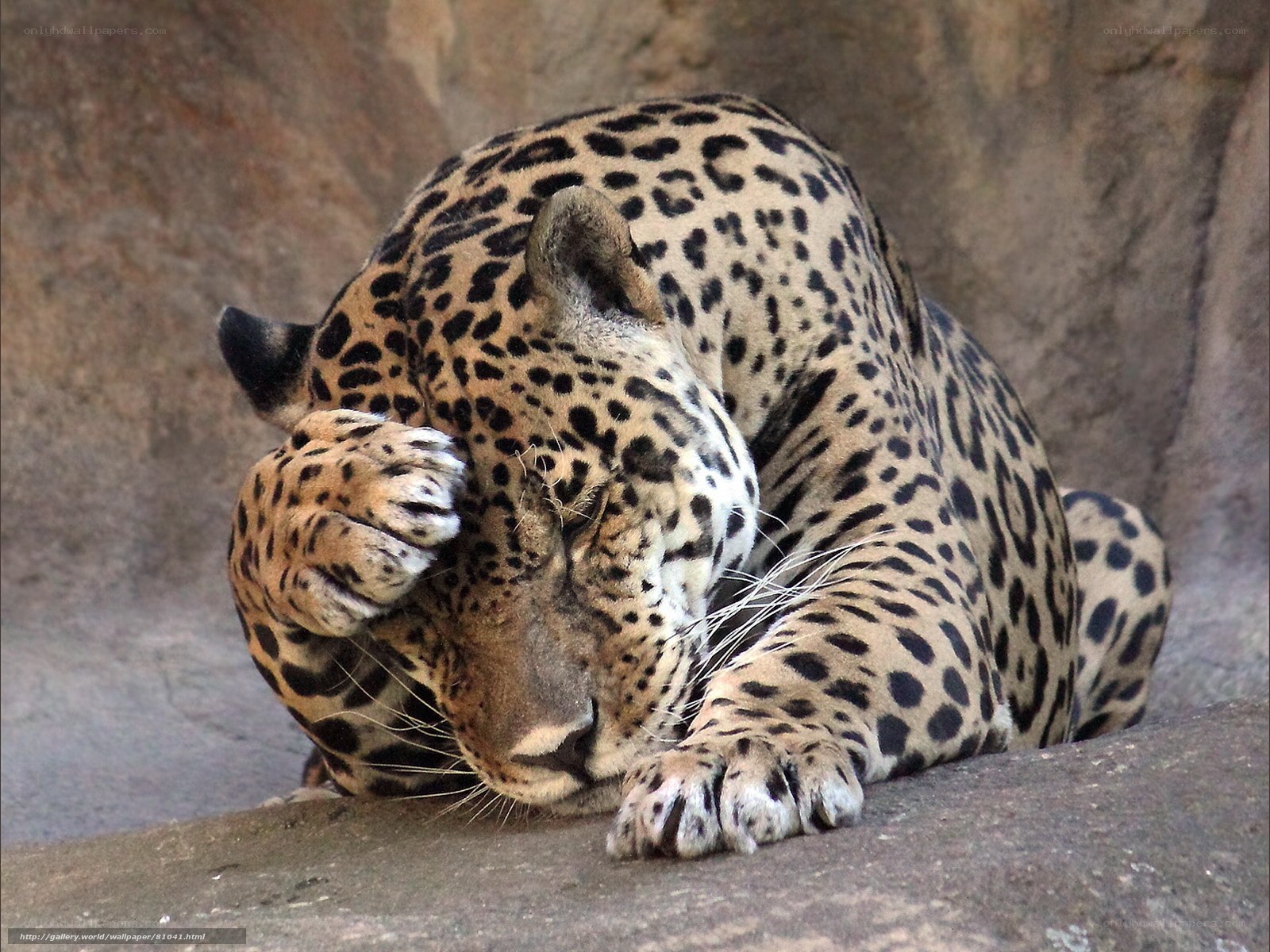 Jaguar grooming itself