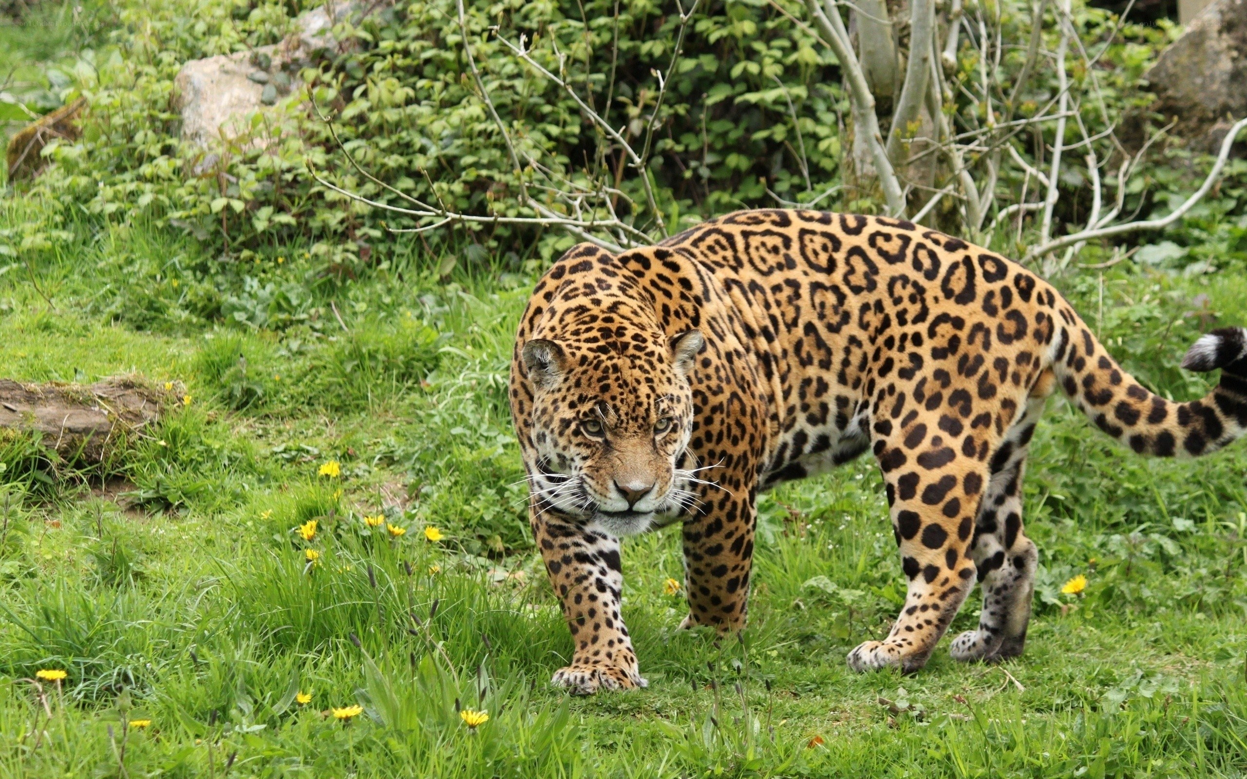 Jaguar in a grassy field