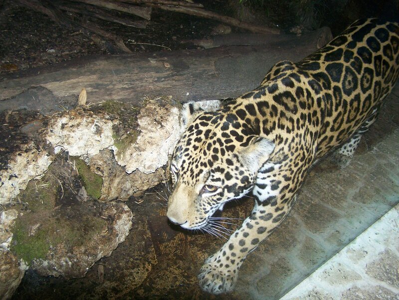 Jaguar in a natural enclosure