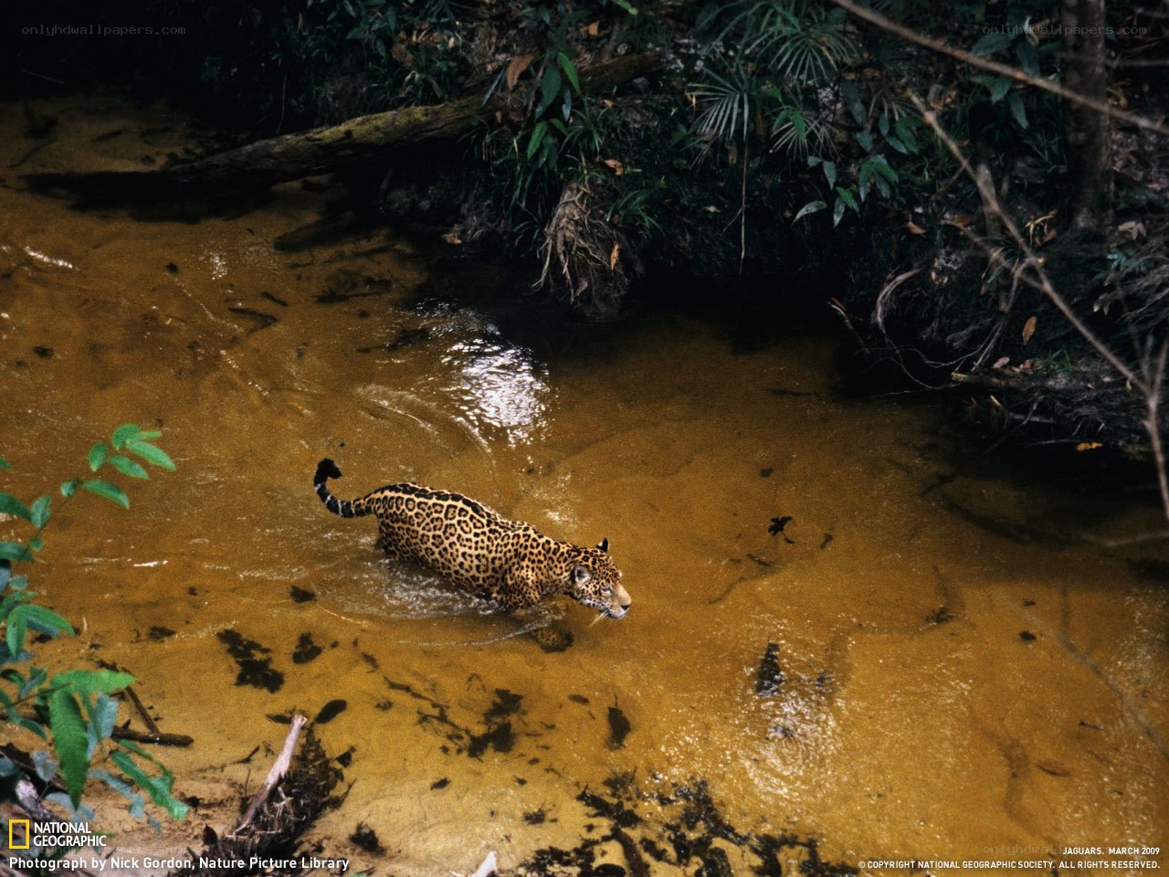 Jaguar in a river