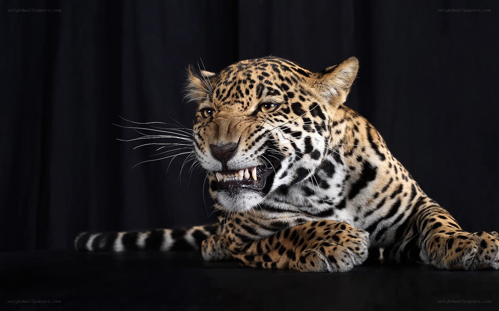 Jaguar in a studio portrait