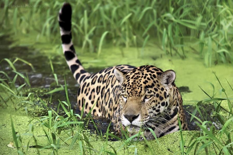 Jaguar in a swamp