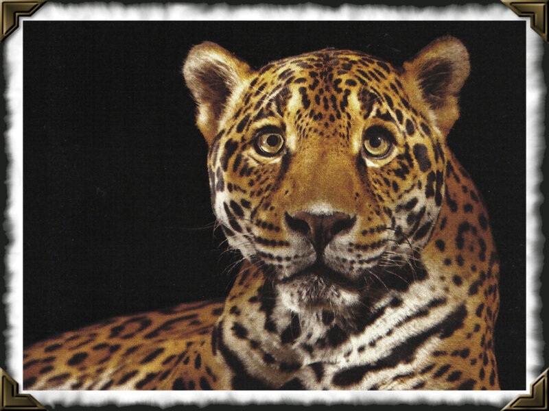 Jaguar in Close-up — Brown