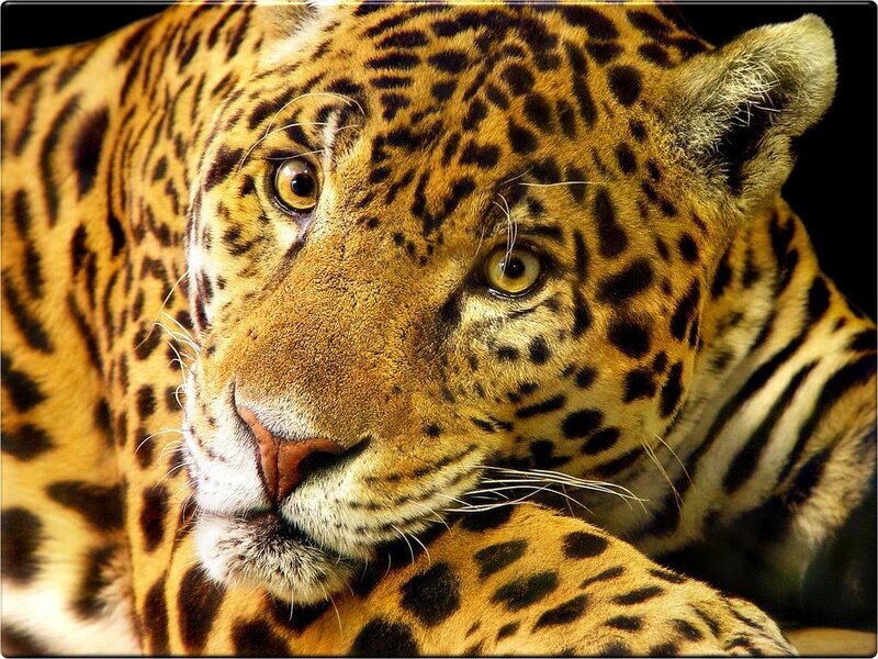 Jaguar in Close-up