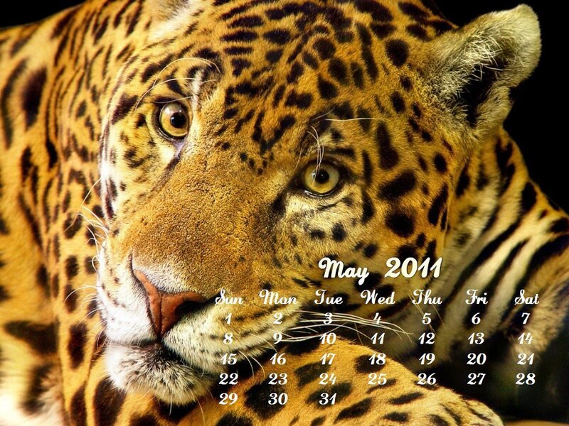 Jaguar in Close-up — Yellow