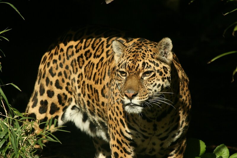 Jaguar in Dark Forest