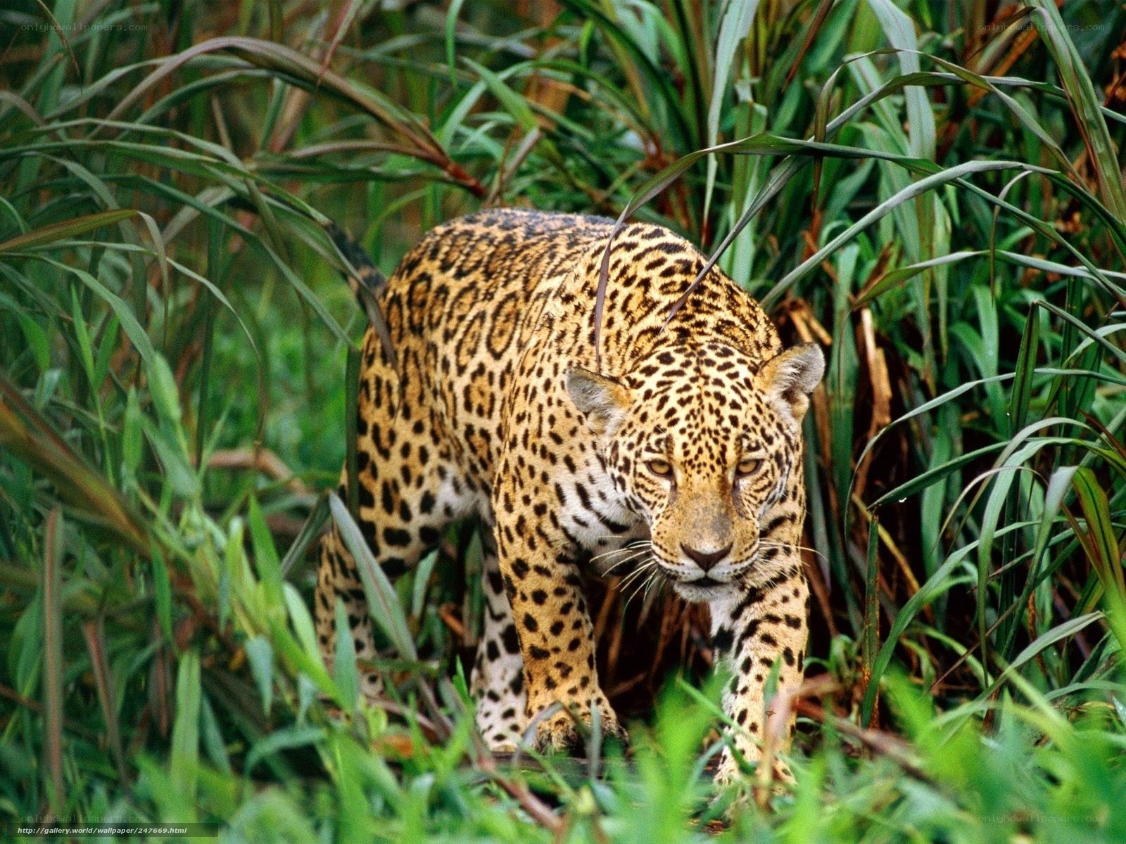 Jaguar in dense foliage