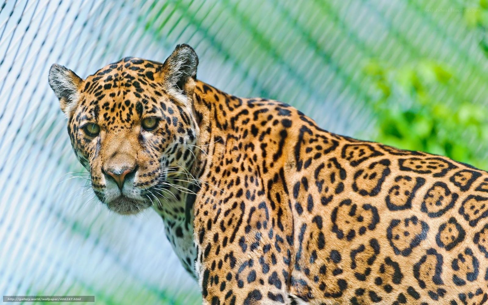 Jaguar in enclosure