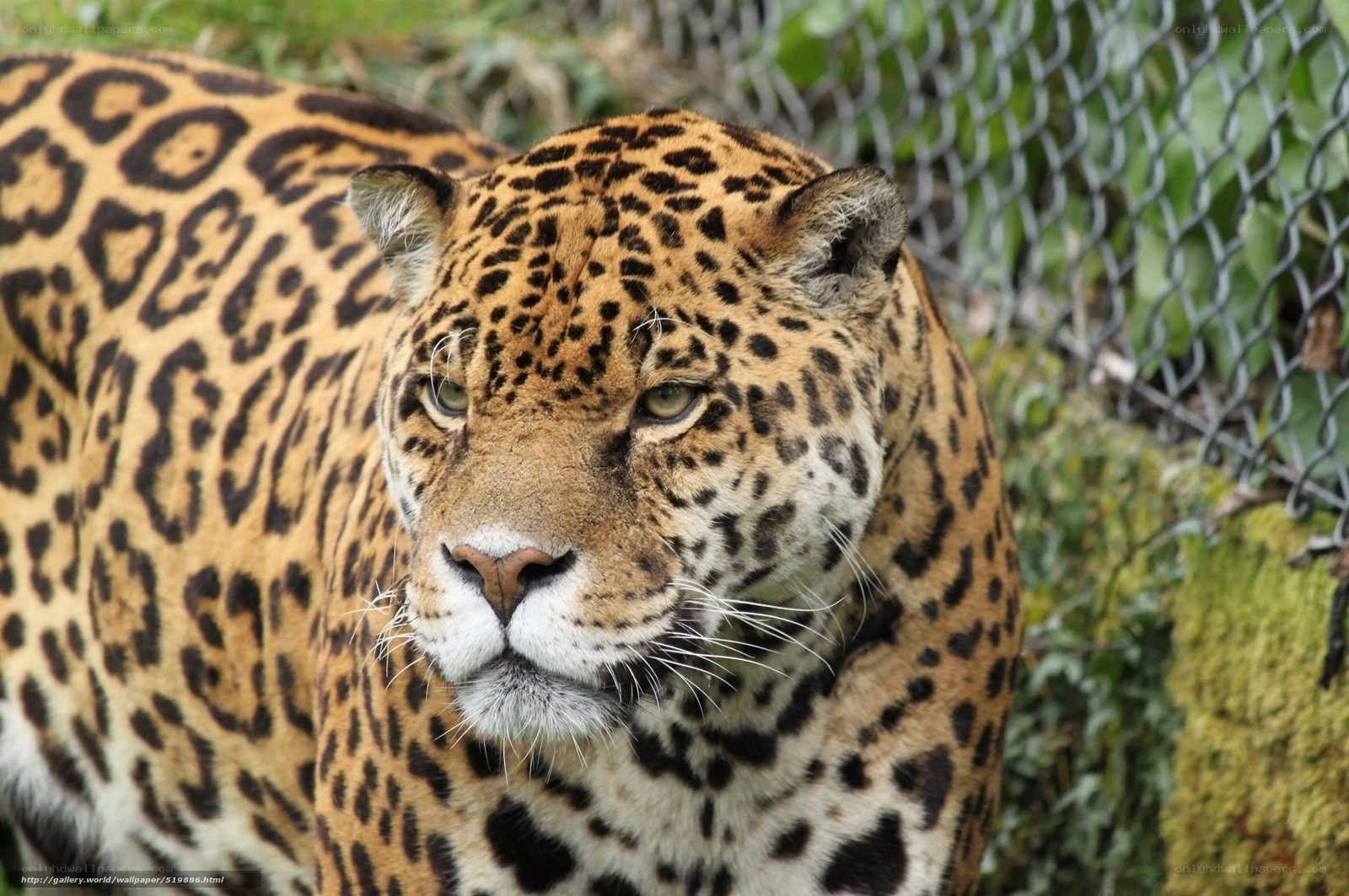 Jaguar in enclosure