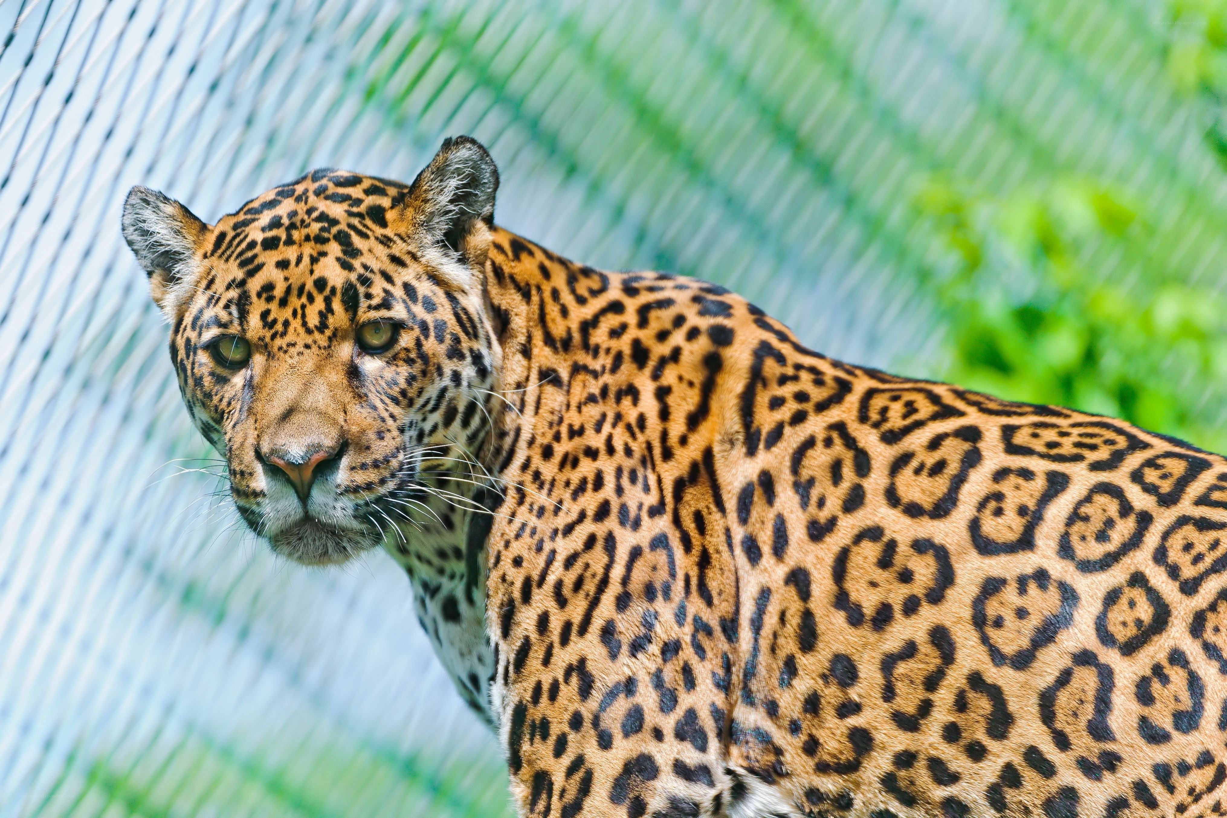 Jaguar in enclosure