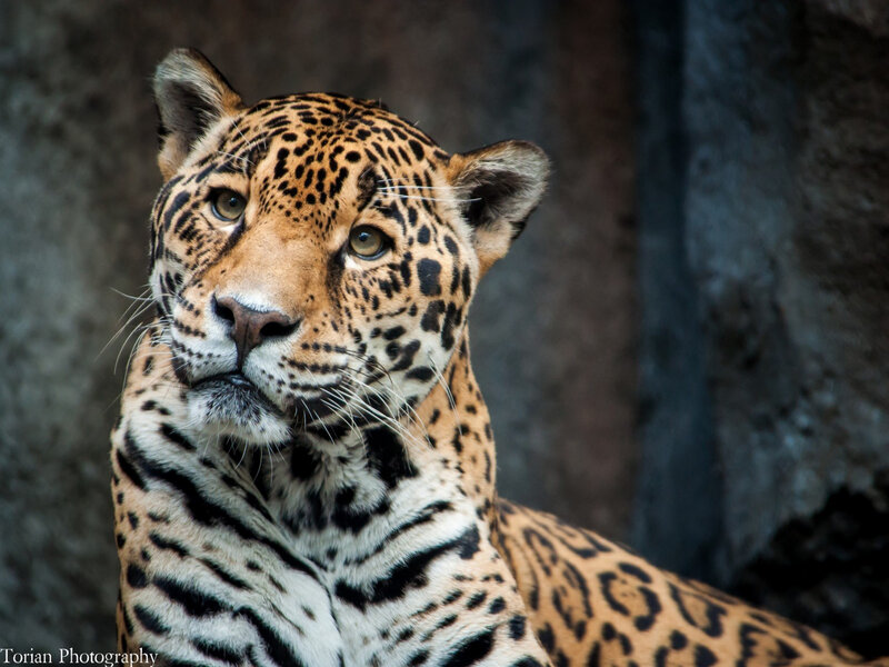 Jaguar in Enclosure — Brown