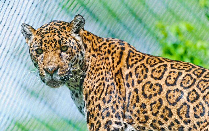 Jaguar in enclosure